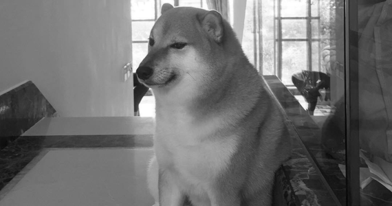 W piątek w Hongkongu zmarł pies rasy shiba-inu o imieniu Cheems, znany również jako Balltze - jeden z czworonogów, których zdjęcia od dekady są używane do memów z "piesełem". Zwierzę odeszło w wieku 12 lat.