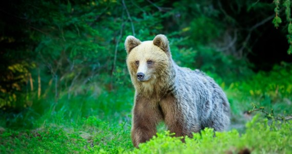 Pogoń niedźwiedzia za turystami w Tatrach. Do nietypowej sytuacji doszło wczoraj wieczorem w Dolinie Jaworzynki. Młody niedźwiedź wyszedł na szlak turystyczny i kilkaset metrów gonił przerażonych turystów. 