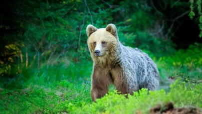 Niedźwiedź gonił turystów w Tatrach: „Wyszedł na szlak pochrząkując, potem zaczął biec”