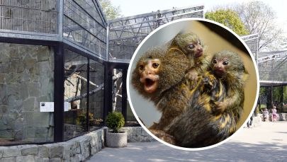 Najmniejsze małpki świata przyszły na świat w chorzowskim zoo