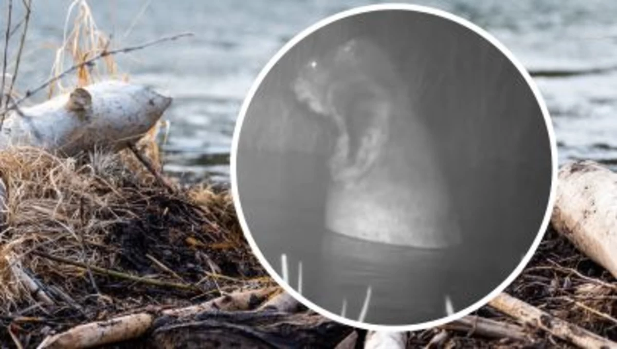 Niesamowitą scenę uchwyciła fotopułapka pasjonata przyrody, który publikuje pod pseudonimem Leśny Kawaler. Nagrany przez niego bóbr zażywa kąpieli w ciepłej rzece. Jednak najbardziej zaskakuje sposób, w jaki to robi - stojąc na dwóch łapach i szorując się zupełnie jak człowiek.