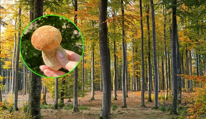 Leśnicy mają zagadkę. Rozpoznasz, jaki grzyb jest na zdjęciu?