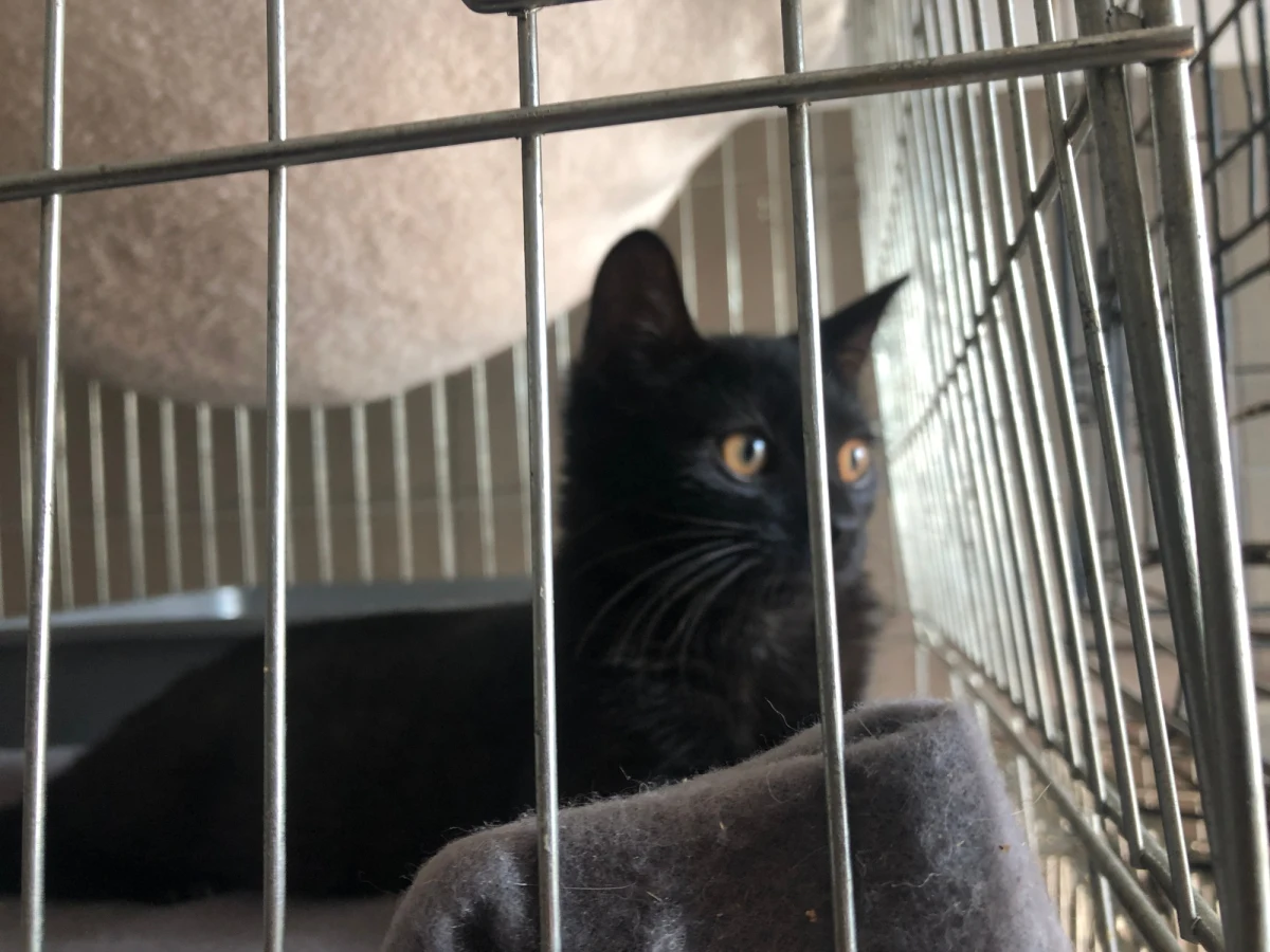 Rekordowo dużo psów i kotów czeka na adopcję w schronisku dla bezdomnych zwierząt w Dyminach pod Kielcami. Według pracowników placówki, jest to efekt letnich miesięcy.

