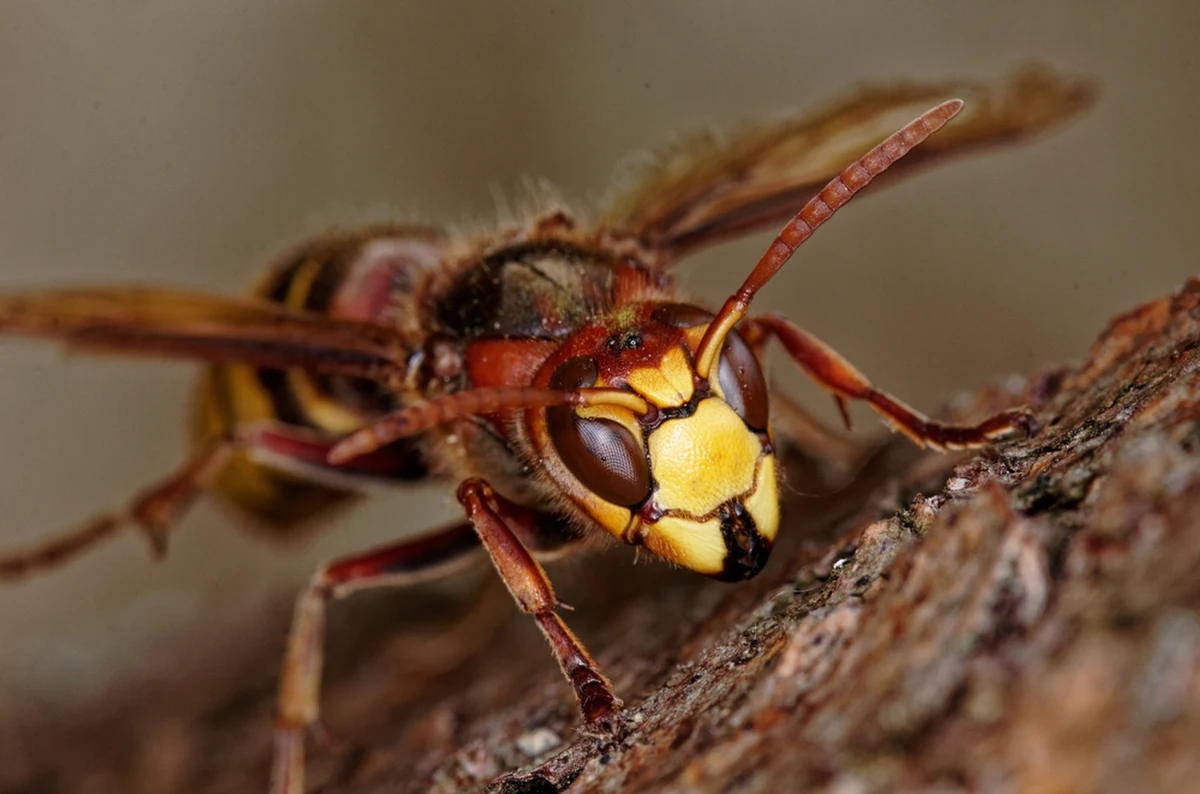 Zmarł 53-latek z Jastrzębia-Zdroju (woj. śląskie) w wyniku użądlenia przez szerszenie. Mężczyzna został zaatakowany, gdy próbował usunąć gniazdo tych owadów przy swoim domu.