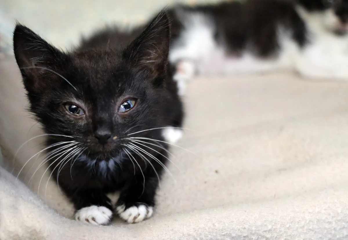 Ponad pół tysiąca psów i kotów czeka na nowe rodziny w łódzkim schronisku dla zwierząt. Potrzeby adopcyjne są bardzo duże, bo co roku po okresie wakacyjnym, wiele zwierzaków szuka nowych domów.