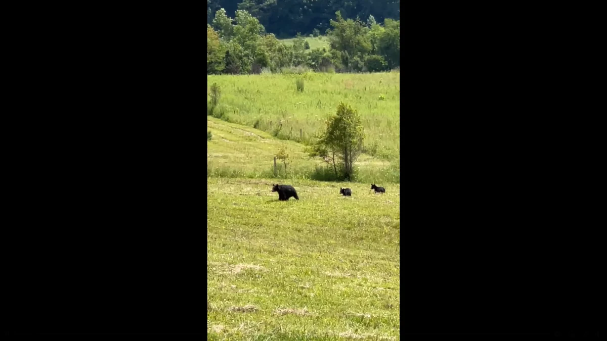 Korespondent RMF FM Paweł Żuchowski podczas wakacji w Smoky Mountains w stanie Tennessee kilkukrotnie spotkał na swojej drodze niedźwiedzie czarne. Te piękne, ale i niebezpieczne zwierzęta udało mu się sfilmować.