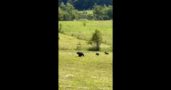 Korespondent RMF FM Paweł Żuchowski podczas wakacji w Smoky Mountains w stanie Tennessee kilkukrotnie spotkał na swojej drodze niedźwiedzie czarne. Te piękne, ale i niebezpieczne zwierzęta udało mu się sfilmować.