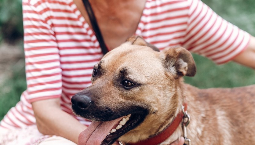 ¿Con qué se puede infectar un perro?  Lista de enfermedades transmitidas por perros