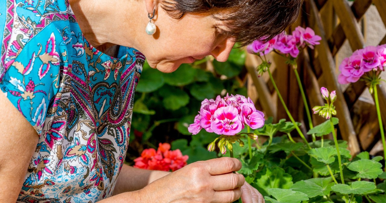 Najmodniejsze kwiaty PRL-u znów na topie. Sąsiadki nie odrywają wzroku
