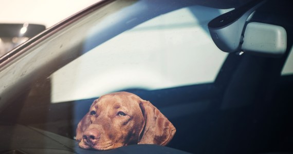 Wybitą szybą i pouczeniem ze strony policjantów skończyło się pozostawienie psa w samochodzie zaparkowanym w pełnym słońcu. Szczecińscy policjanci interweniowali na parkingu galerii handlowej. Zwierzę w nagrzanym samochodzie spędził pół godziny. 