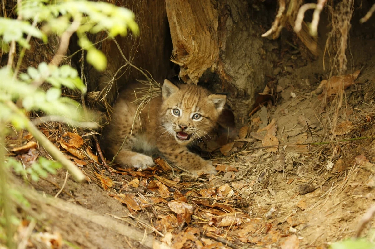 Rysie wypuszczone na wolność w ramach programu reintrodukcji tych dzikich kotów na Zachodnim Pomorzu wyjątkowo w tym roku zaskoczyły. Jedna z samic urodziła aż pięć kociąt. Tak liczny miot to absolutny rekord.

