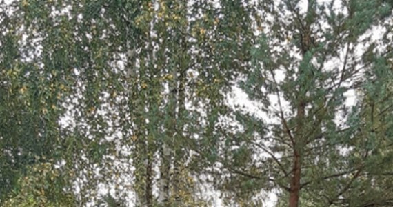 Około 480 drzew liczy obecnie Las Młodej Łodzi. Ten wyjątkowy zagajnik tworzą dęby i lipy, które posadzili rodzice na pamiątkę narodzin dziecka. Tegoroczną akcję zaplanowano 7 października i wtedy jest szansa na zasadzenie sześćsetnego drzewa z okazji 600-lecia Łodzi.