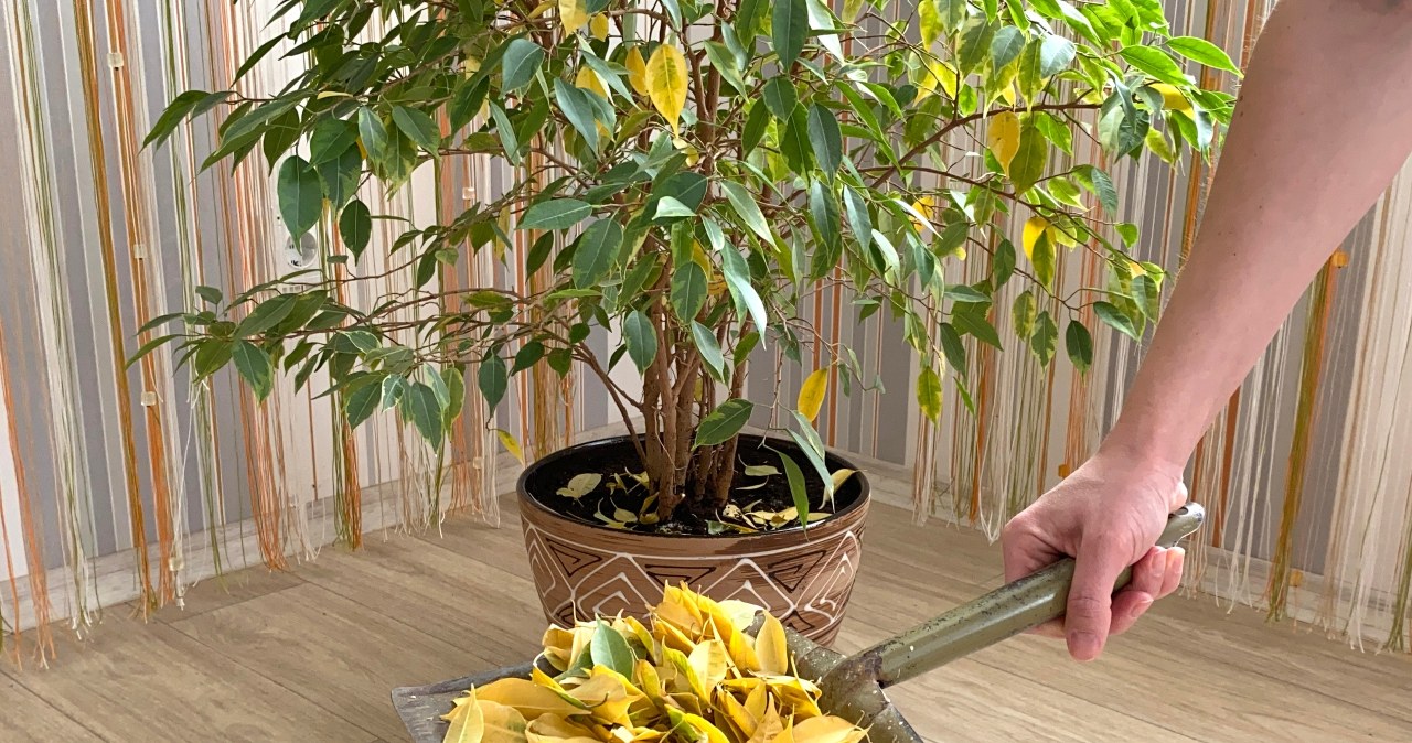 Popularna roślina nie lubi zmian. Dlatego reaguje zrzucaniem liści