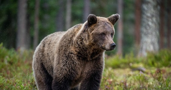 Pracownicy TPN nadzorują Dolinę Jaworzynki, gdzie w niedzielę wieczorem niedźwiedź gonił dwunastoosobową grupę turystów. Według przyrodników zwierzę raczej nie zamierzało atakować ludzi.

