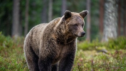 Dlaczego niedźwiedź gonił turystów? Być może wcześniej był dokarmiany