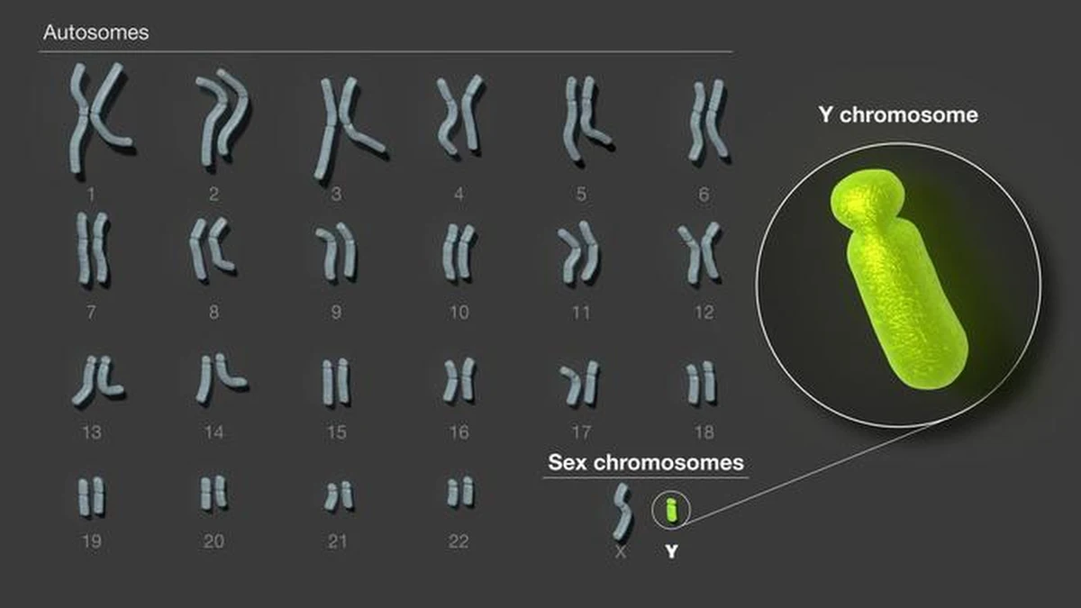 Naukowcy międzynarodowego konsorcjum T2T (Telomere-to-Telomere) opublikowali na łamach czasopisma "Nature" pierwszą kompletną sekwencję chromosomu Y człowieka. Jeden z dwóch chromosomów płci był ze względu na swoją skomplikowaną budowę wyjątkowo trudnym obiektem badań genetycznych. Teraz jego dane uzupełniają pełną listę sekwencji ludzkich chromosomów i dodają około 30 milionów par bazowych do bazy referencyjnej naszego genomu. Wyróżniono tam między innymi 41 dodatkowych, kodujących białka genów. Nowe dane powinny pomóc w badaniach dotyczących między innymi ewolucji, reprodukcji i przyrostu naturalnego. 