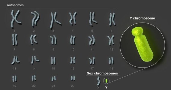 Naukowcy międzynarodowego konsorcjum T2T (Telomere-to-Telomere) opublikowali na łamach czasopisma "Nature" pierwszą kompletną sekwencję chromosomu Y człowieka. Jeden z dwóch chromosomów płci był ze względu na swoją skomplikowaną budowę wyjątkowo trudnym obiektem badań genetycznych. Teraz jego dane uzupełniają pełną listę sekwencji ludzkich chromosomów i dodają około 30 milionów par bazowych do bazy referencyjnej naszego genomu. Wyróżniono tam między innymi 41 dodatkowych, kodujących białka genów. Nowe dane powinny pomóc w badaniach dotyczących między innymi ewolucji, reprodukcji i przyrostu naturalnego. 