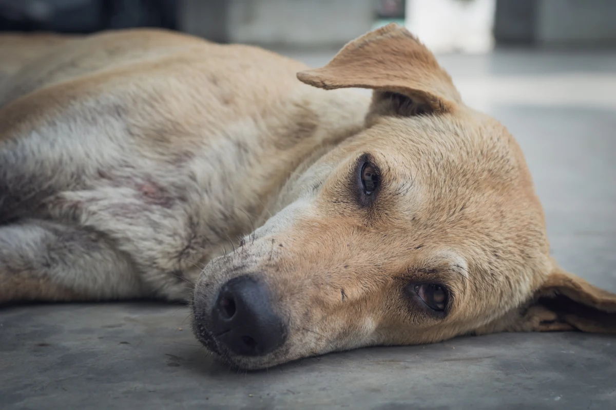Nastolatka z Warszawy co najmniej od kilku miesięcy znęcała się nad swoim psem. Biła go po głowie i karku, nie dawała mu wody i pokarmu. Swoje wyczyny zarejestrowała telefonem komórkowym, a jedno z nagrań rozpowszechniła wśród znajomych. Tłumaczyła, że pies przywykł do takiego traktowania.  