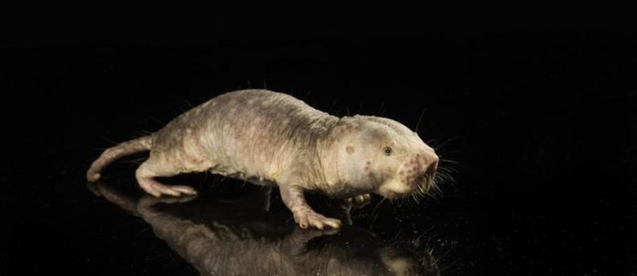 Naukowcy z Uniwersytetu w Rochester potwierdzili, że gen, który odpowiada za długowieczność u pewnego gatunku kreto-szczura, golca piaskowego, może wydłużać też życie myszy. Na łamach czasopisma "Nature" piszą, że mysz, której wbudowano gen kodujący zwiększoną produkcję tak zwanego wielkocząsteczkowego kwasu hialuronowego, jest faktycznie zdrowsza i żyje przeciętnie o kilka procent dłużej. Autorzy pracy są przekonani, że badania mechanizmu, który za to odpowiada, mogą w końcu doprowadzić do odkrycia eliksiru młodości dla człowieka. I u nas żadne genetyczne modyfikacje nie będą potrzebne.