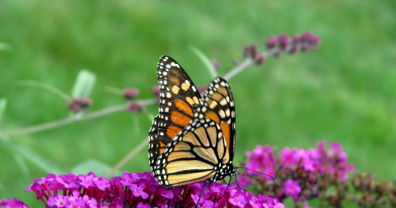 Nie ignoruj go, gdy pojawi się w ogrodzie. To istotny znak