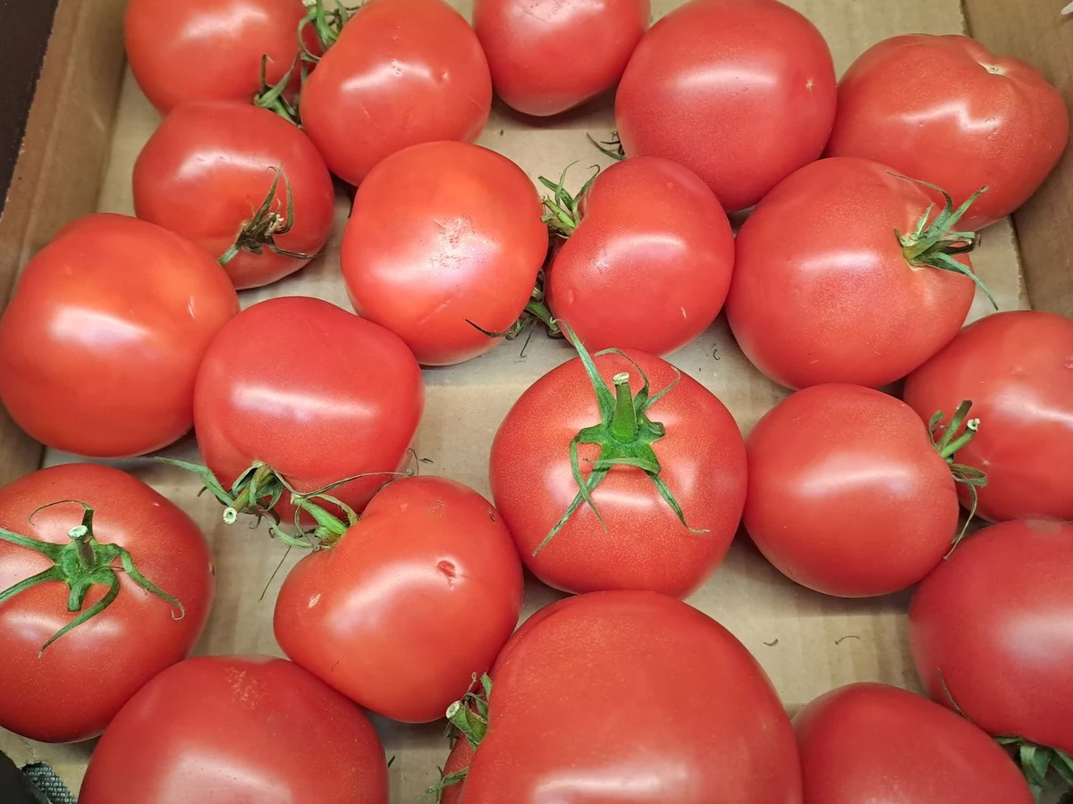 Przywłaszczenie nawet najmniejszej cudzej rzeczy może skończyć się karą. Przekonał się o tym 48-letni mieszkaniec Zamościa. Jadąc samochodem, zatrzymał się przy polu, gdzie rosły pomidory i narwał pełne siatki. Kradzież zauważył właściciel gruntu i wezwał policję. Zbieracz tłumaczył mundurowym, że chciał sobie zrobić ketchup.