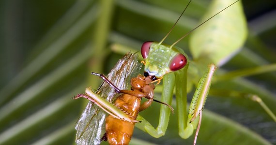 Plaga modliszek w Poznaniu i okolicach? Eksperci uspokajają, że nie ma powodów do obaw, choć owadów tych rzeczywiśćie jest więcej niż w poprzednich latach. Powodem są rosnące temperatury.