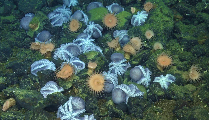 Ogród świecących ośmiornic na dnie oceanu. Naukowcy odkryli jego sekret