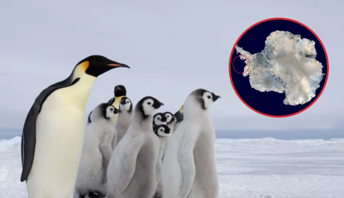 Dramat pingwinów na Antarktydzie. Nie miały żadnych szans