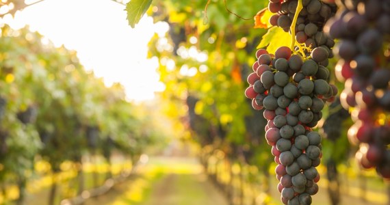 Rząd Francji zapowiedział, że wyda 200 mln euro na zniszczenie nadwyżek wina w celu wsparcia producentów i podniesienia cen - podała agencja AFP.