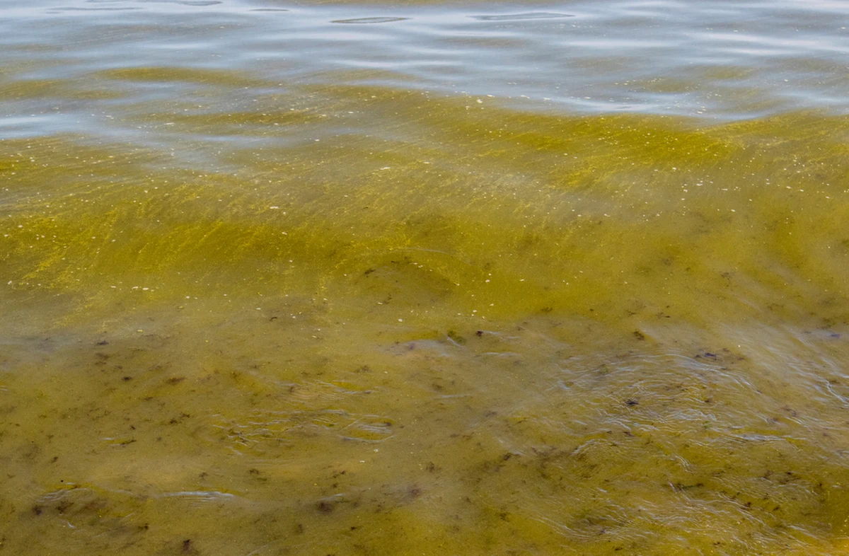 Z powodu zakwitu sinic zamknięto kąpielisko w województwie pomorskim - podał sanepid. Czerwona flaga powiewa na gminnym kąpielisku przy Jeziorze Bielkowskim w Kolbudach (woj. pomorskie).