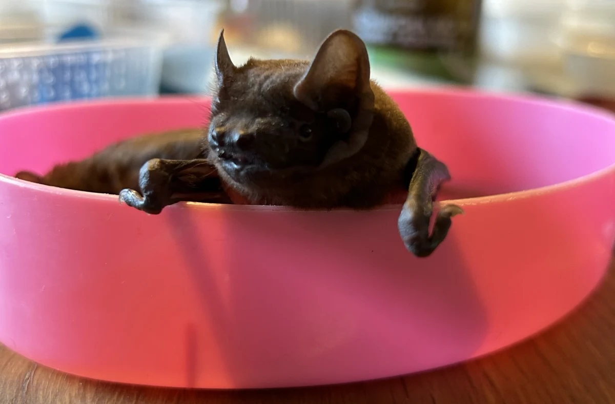 Szczecin włączył się w obchody Międzynarodowej Nocy Nietoperzy. O tych niezwykłych zwierzętach opowiedziała RMF FM Barbara Górecka, która prowadzi azyl dla nietoperzy.