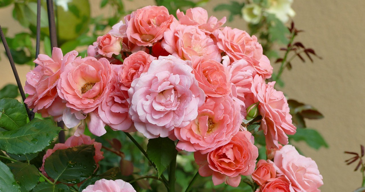 Twoje róże gubią liście? Działaj szybko, nim choroba zniszczy je całkowicie