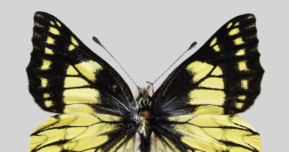 Catasticta copernicus - to nazwa nowo odkrytego gatunku motyla, który występuje w peruwiańskich Andach. W badaniach, które doprowadziły do jego identyfikacji, uczestniczyli naukowcy w Uniwersytetu Jagiellońskiego.