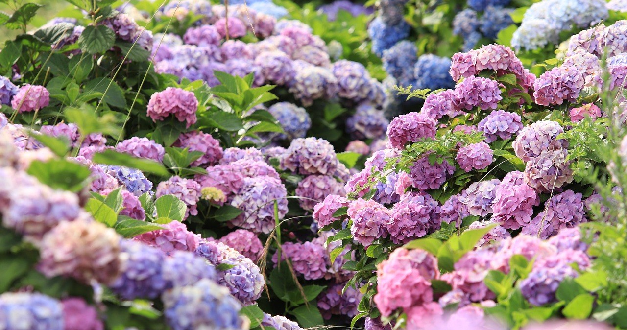 ​Hortensje wcale nie potrzebują dużo miejsca. Te odmiany sprawdzą się w małym ogrodzie
