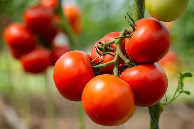 Pomidor Rośliny i zwierzęta - najważniejsze informacje