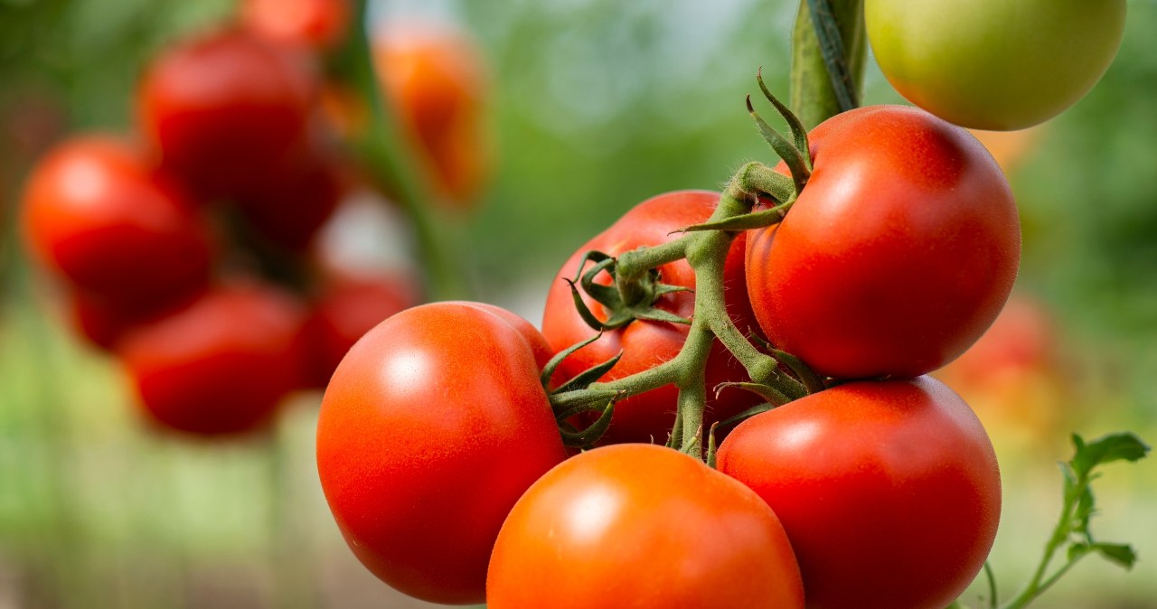 Pomidory będą najsłodsze w okolicy. Wystarczy, iż zastosujesz trik mojego dziadka