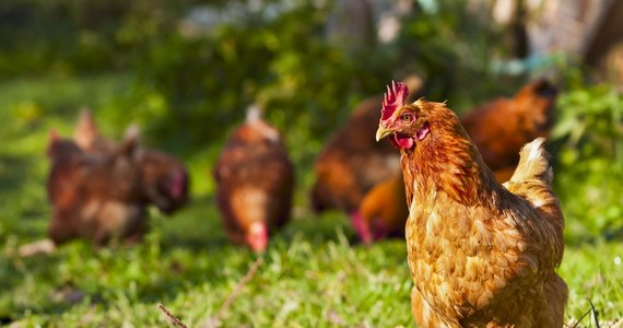 Za znęcanie się nad zwierzętami ze szczególnym okrucieństwem odpowie 58-latek z gminy Hrubieszów. Mężczyzna kijem od szczotki okładał kurę sąsiada, która weszła na jego podwórko. Ptaka trzeba było uśpić.

