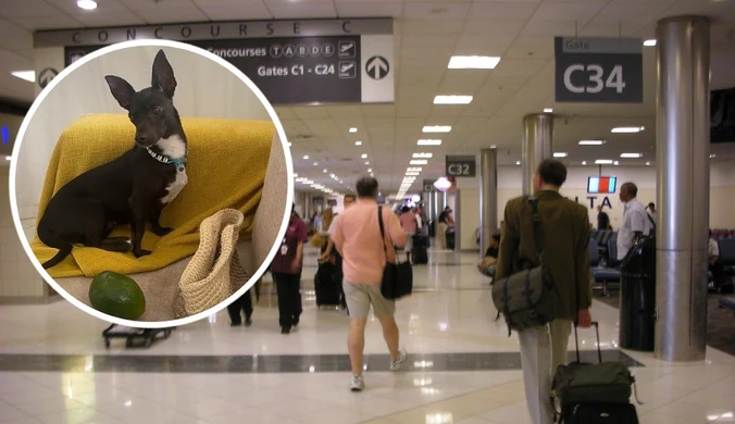 Linia lotnicza zgubiła psa pasażerki. "Nie spocznę, dopóki go nie znajdę"