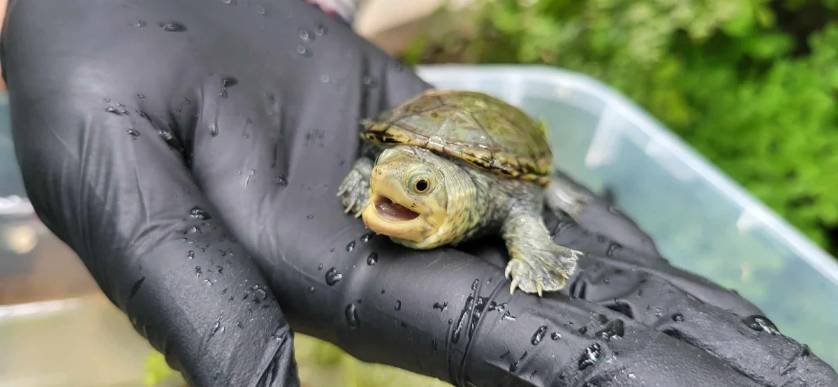 Palmiarnia Poznańska ma nowych lokatorów. To żółwie z gatunku Claudius angustatus - po polsku: żółwie Klaudiusze. W stolicy Wielkopolski wykluło się szesnaście takich osobników. To prawdopodobnie jedyne takie narodziny w Polsce.