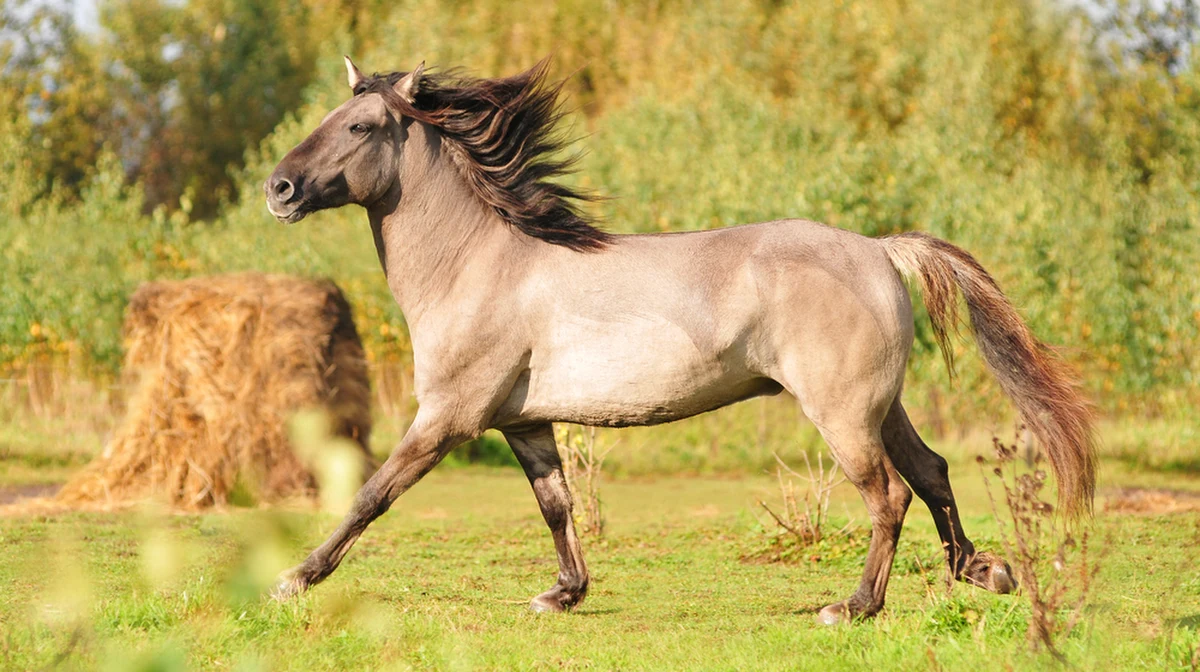Rosjanie sprowadzili na Ukrainę... konie. Zwierzęta są przeznaczone do zadań specjalnych - patrolowania i dostarczania towaru na pozycje sił rosyjskich w strefie działań wojennych. O sprawie pisze jeden z lokalnych portali w Baszkirii, rosyjskiej autonomicznej republice.