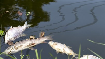 Śnięte ryby w Odrze 