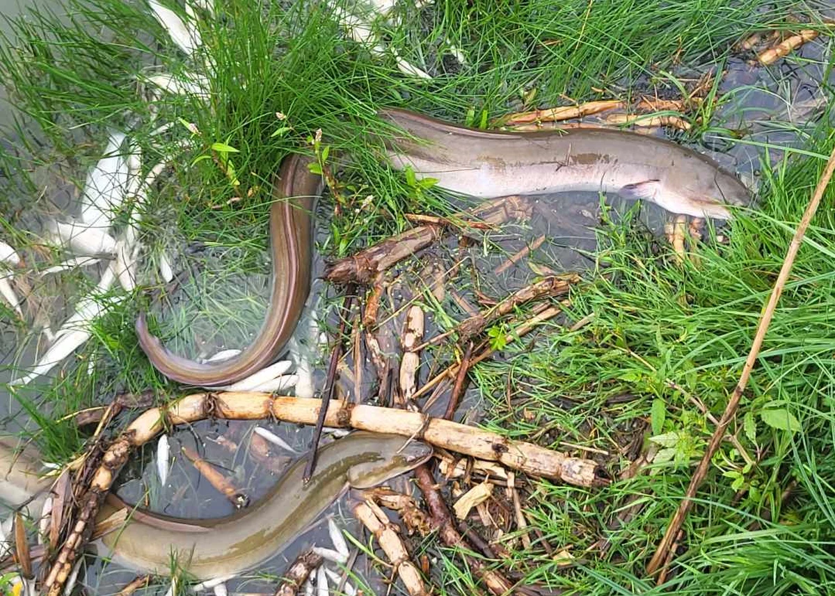 ​Ponad cztery tony śniętych ryb wyłowiono od piątku do dzisiaj z Jeziora Koskowickiego koło Legnicy na Dolnym Śląsku. Strażacy wstępnie wykluczyli obecność w wodzie niebezpiecznych substancji. Powodem śnięcia mogła być tzw. przyducha.