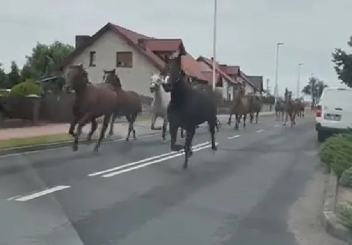 Ze stadniny w Golejewku w powiecie rawickim (Wielkopolskie) uciekło we wtorek stado koni. Zwierzęta pędziły ulicą, powodując zagrożenie dla kierowców. 