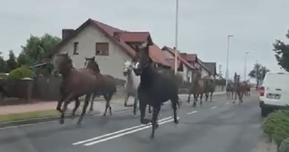 Ze stadniny w Golejewku w powiecie rawickim (Wielkopolskie) uciekło we wtorek stado koni. Zwierzęta pędziły ulicą, powodując zagrożenie dla kierowców. 