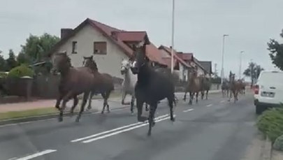 Konie uciekły ze stadniny i pędziły ulicą [NAGRANIE]