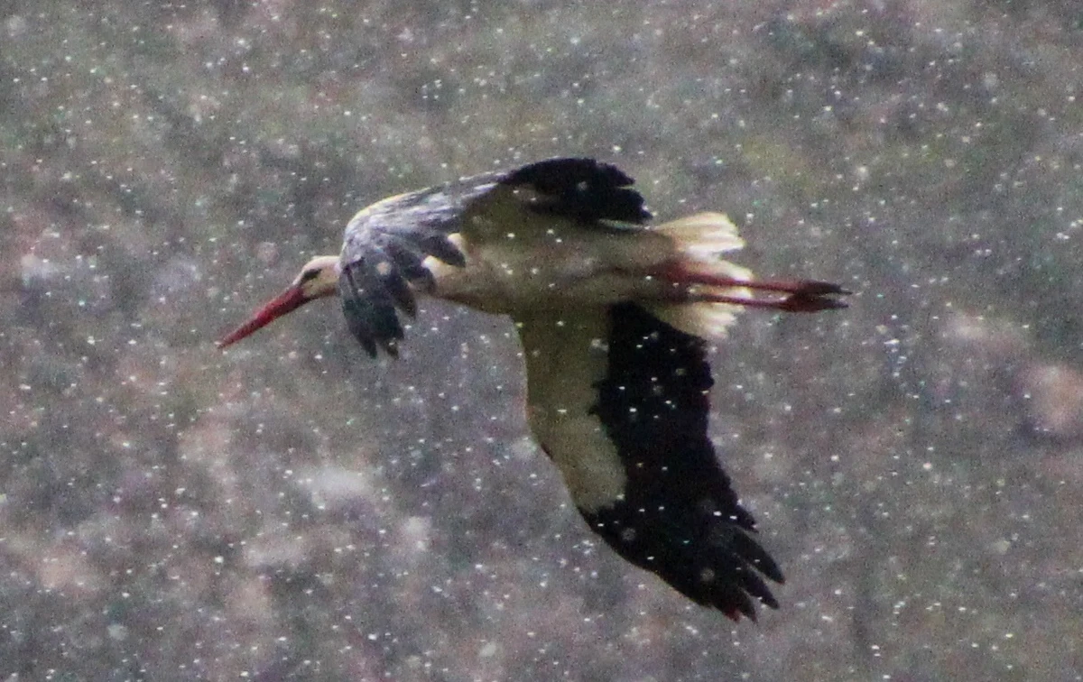 Burze z gradem, które przeszły we wtorek i środę przez Bawarię, zabiły wiele dzikich zwierząt, w tym bociany i jelenie. Ofiarą gradu padły też zwierzęta domowe: koń, kaczki i kurczaki, a nawet dwa koty. Kule gradu, wielkości piłek tenisowych, osiągały nawet do 8 centymetrów średnicy - poinformował "Bild".