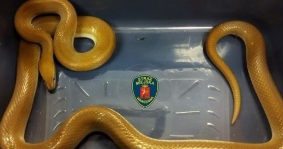 Złoty wąż mahoniowy znaleziony przy Jasnodworskiej na Sadach Żoliborskich trafił do ośrodka CITES w warszawskim zoo - poinformowała stołeczna straż miejska. Ekopatrol, który odłowił gada wygrzewającego się na patio osiedla, zaalarmowała jedna z mieszkanek.