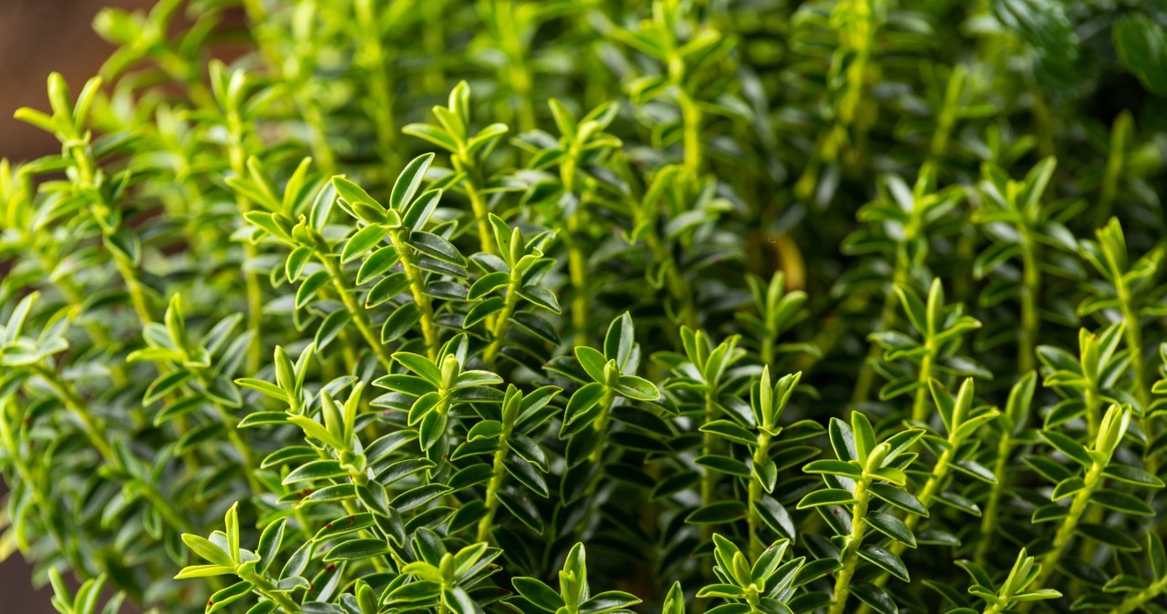 Roślina greckiej bogini młodości. Nie traci uroku choćby zimą