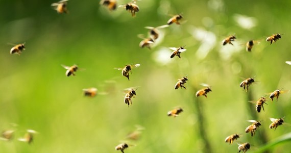 Pięć milionów pszczół uciekło z uli przewożonych ciężarówką na drodze w kanadyjskim Ontario. Akcja wyłapywania owadów trwała kilka godzin. 