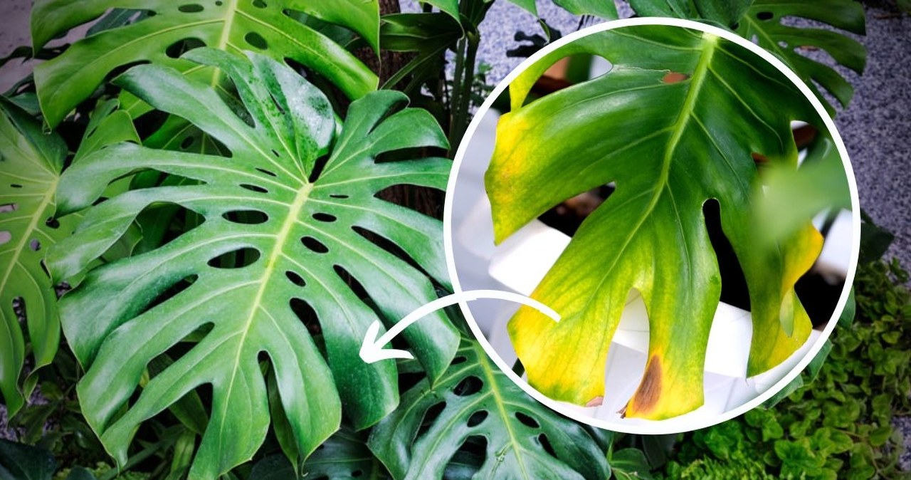 Dlaczego monstera knie? Wiele osb popenia ten bd - Zielona w  INTERIA.PL
